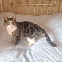 Corole-adorable junior #3