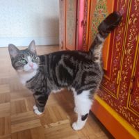 Corole-adorable junior #4