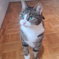 Corole-adorable junior #5