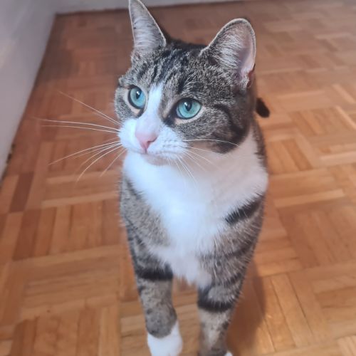 Adorable junior-corole