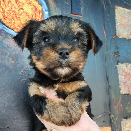 Vend chiots yorkshire #1