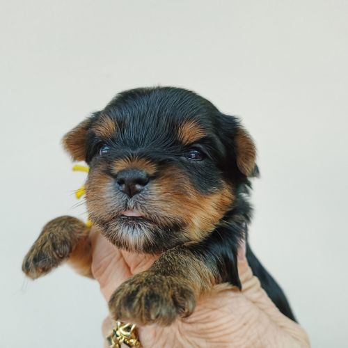 Vend chiots yorkshire #2