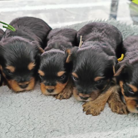 Vend chiots yorkshire