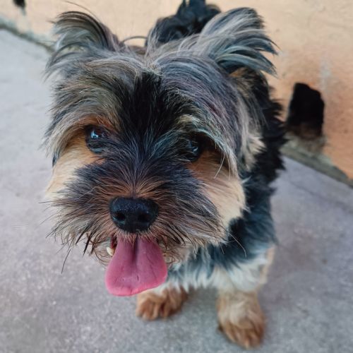 Vend chiots yorkshire #4