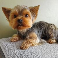 Vend chiots yorkshire #5