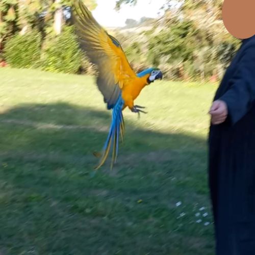 Jeune ararauna accoutumé vol libre #0