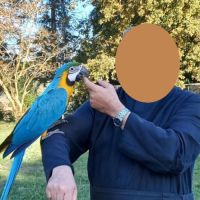 Jeune ararauna accoutumé vol libre #2