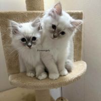 Cherche famille attentionnée