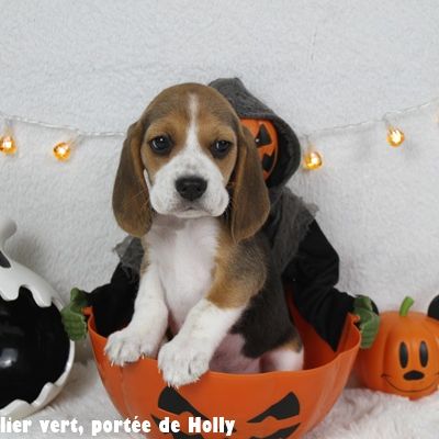 Chiot femelle beagle lof à vendre