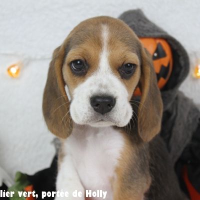 Chiot femelle beagle lof à vendre #3
