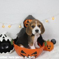 Chiot femelle beagle lof à vendre #1