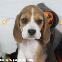 Chiot femelle beagle lof à vendre #3