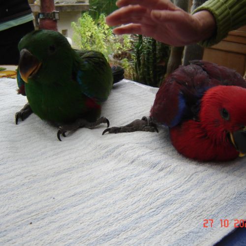 Perroquet éclectus #2