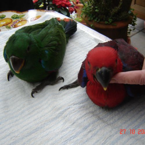 Perroquet éclectus #3