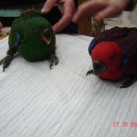 Perroquet éclectus #1