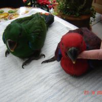 Perroquet éclectus #3