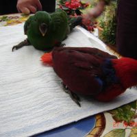 Perroquet éclectus #6