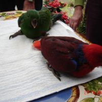 Perroquet éclectus #7