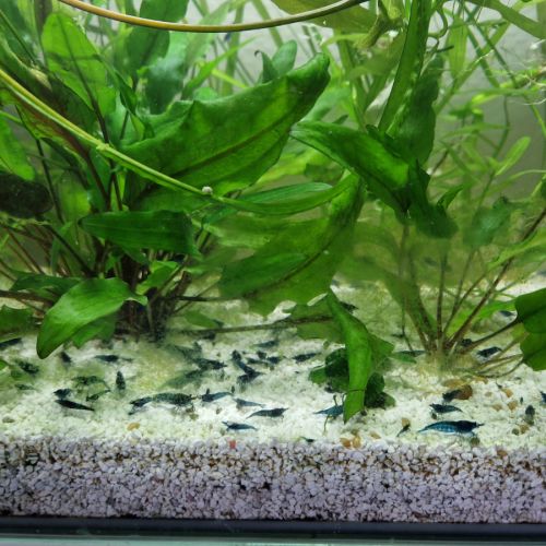 Crevette bleu velvet