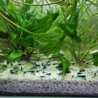 Crevette bleu velvet