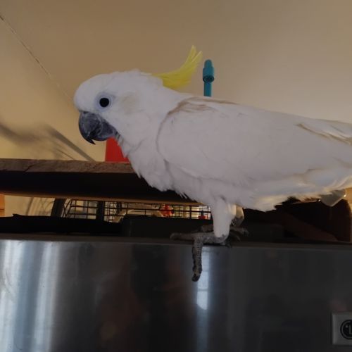 Femelle cacatoès à huppe jaune