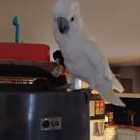 Femelle cacatoès à huppe jaune #1