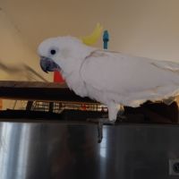 Femelle cacatoès à huppe jaune #0