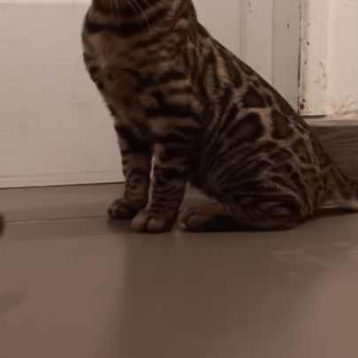 Chaton bengal #2