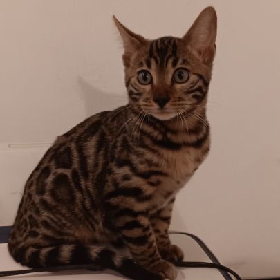 Chaton bengal #4