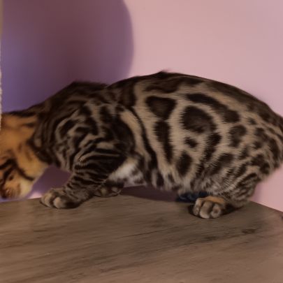 Chaton bengal #5