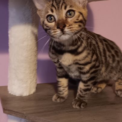 Chaton bengal #6