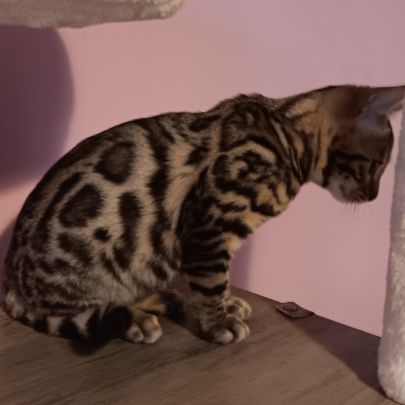 Chaton bengal #7