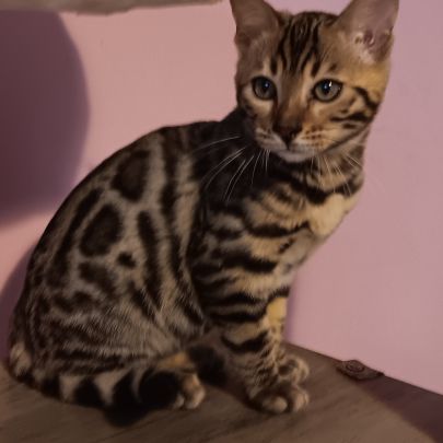 Chaton bengal #8