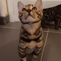 Chaton bengal #1