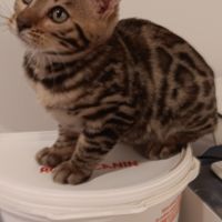 Chaton bengal #3