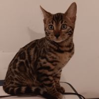 Chaton bengal #4