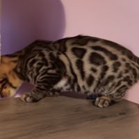 Chaton bengal #5