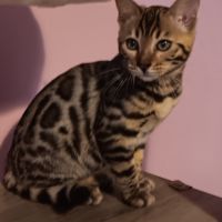 Chaton bengal #8