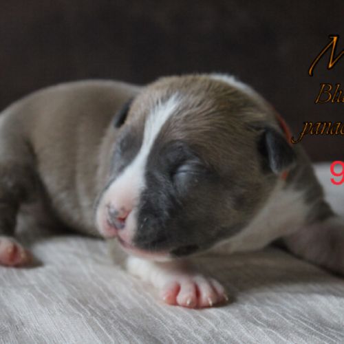 Chiots am’staff lof à réserver #1