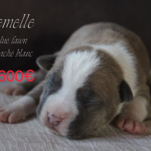 Chiots am’staff lof à réserver #2