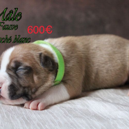 Chiots am’staff lof à réserver #3