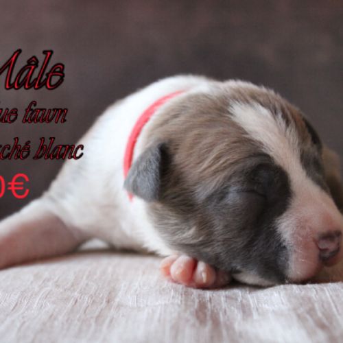 Chiots am’staff lof à réserver #5