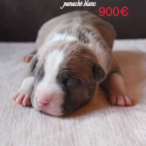 Chiots am’staff lof à réserver #7