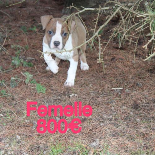 Chiots am’staff lof