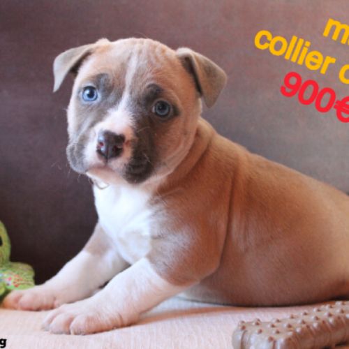 Chiots am’staff lof à réserver #1