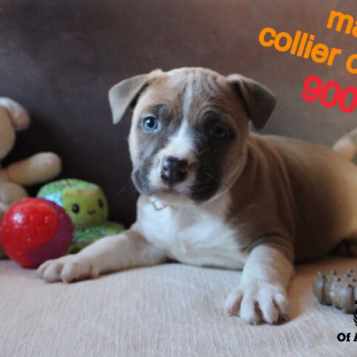 Chiots am’staff lof à réserver #0