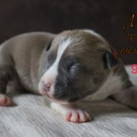 Chiots am’staff lof à réserver #1