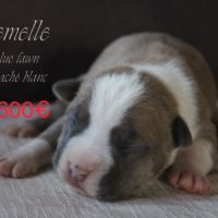 Chiots am’staff lof à réserver #2