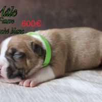 Chiots am’staff lof à réserver #3