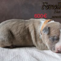 Chiots am’staff lof à réserver #4